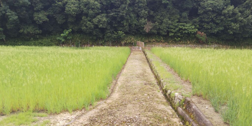 緑肥にエンバク野生種を植えてみた~種蒔き編~ – 入り婿の地方住みブログ