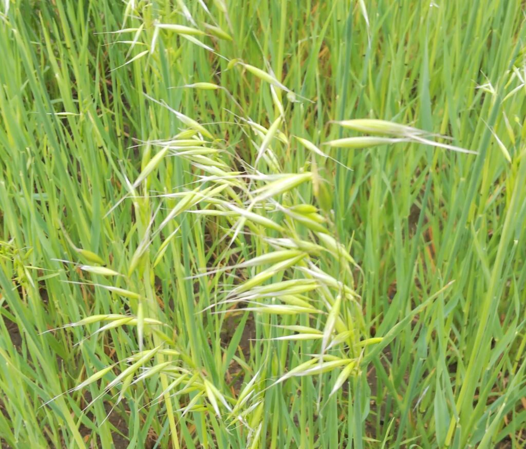 緑肥の種 えん麦 野生種 ヘイオーツ ２０ｋｇ ② - その他